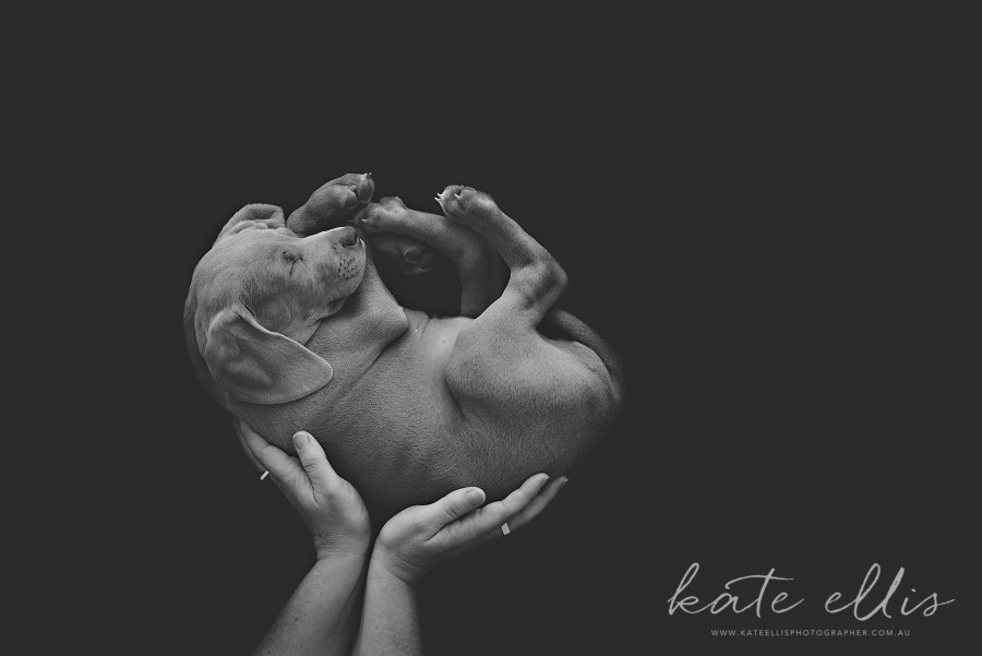 b Adelaide newborn photographer